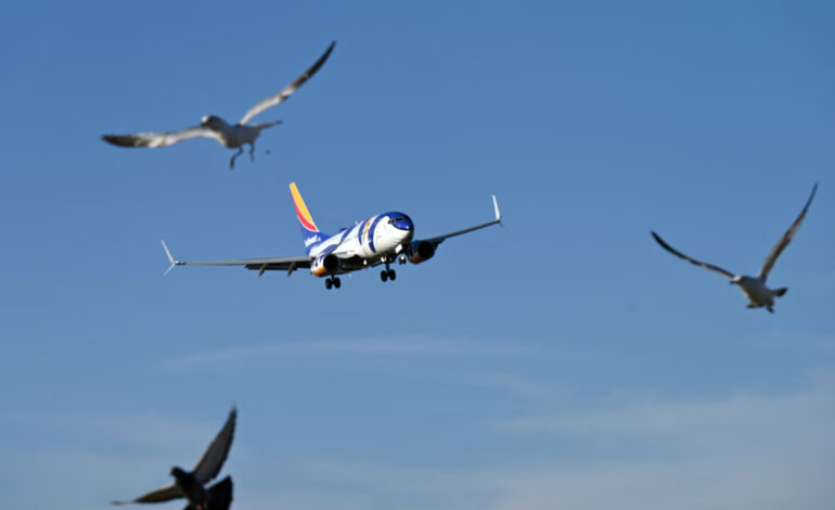  برخورد پرندگان با هواپیما کابوسی هولناک برای هوانوردی