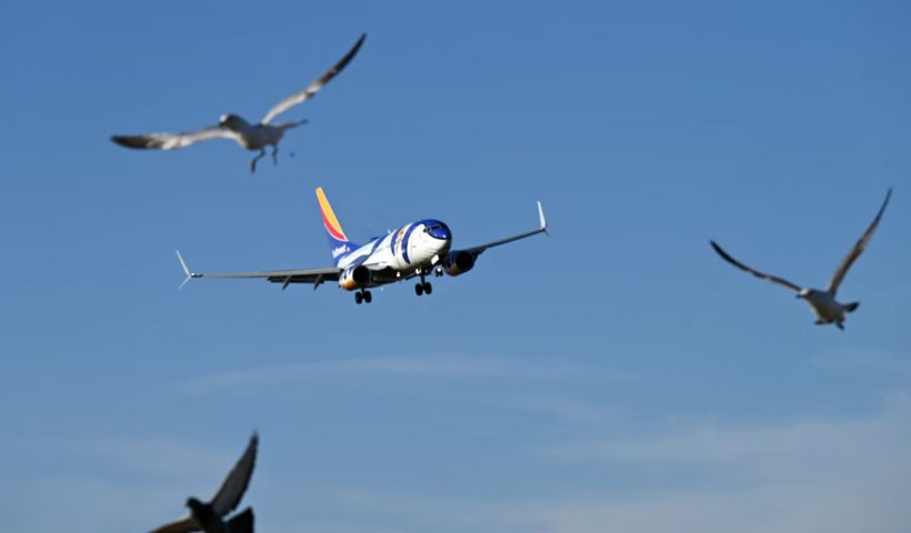 برخورد پرندگان با هواپیما