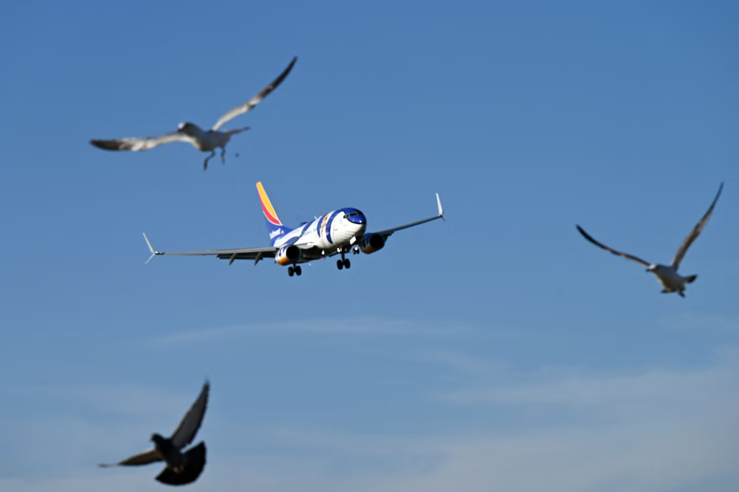 برخورد پرندگان با هواپیما