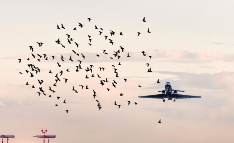 برخورد پرنده با هواپیما