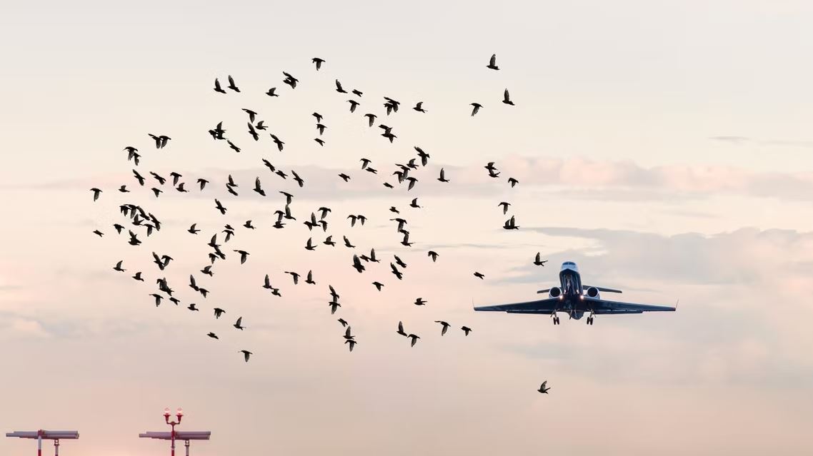 برخورد پرنده با هواپیما